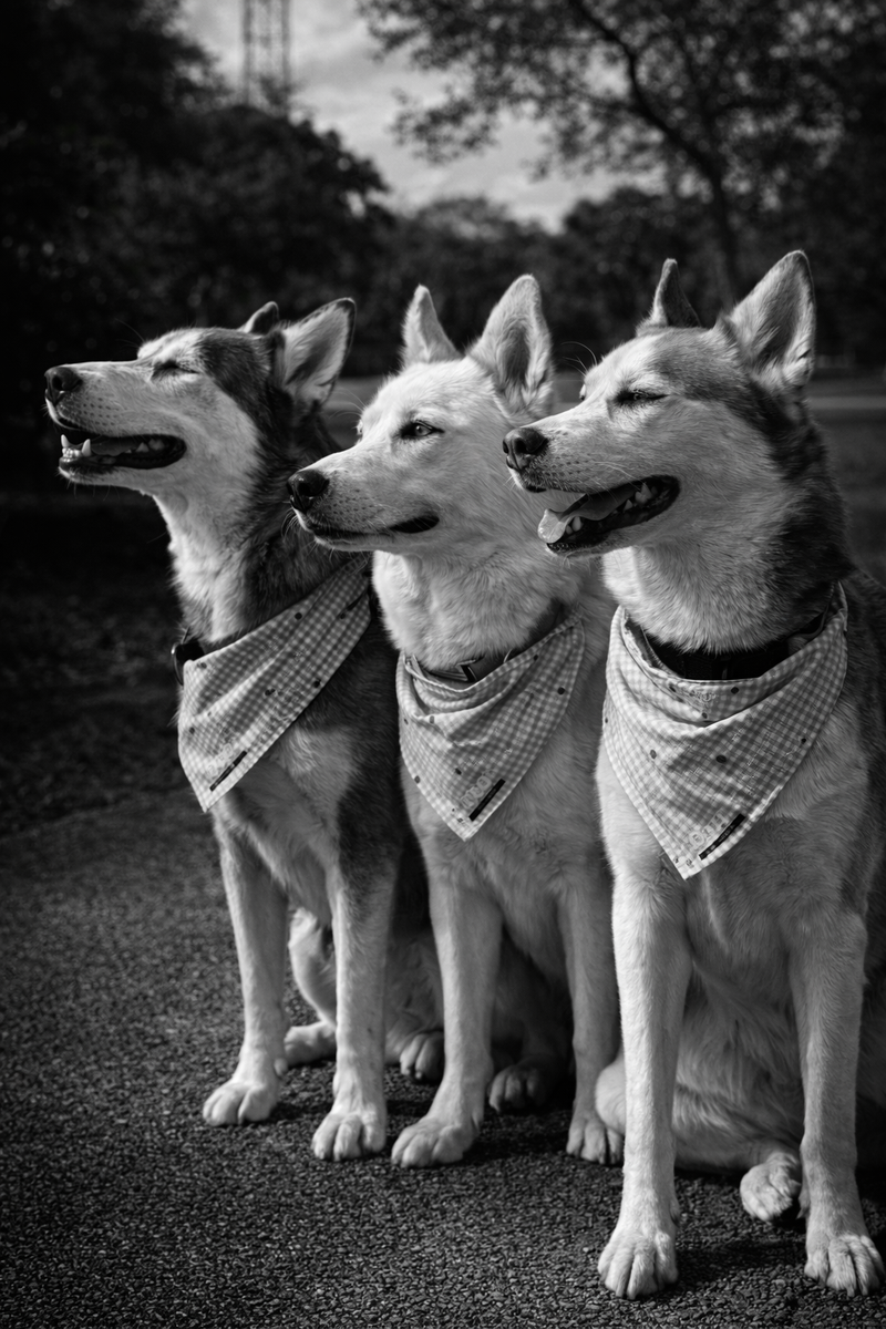 Structured Cardio Routine